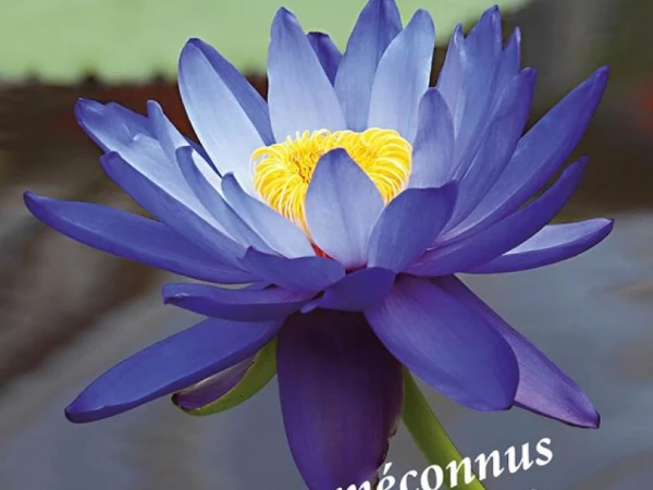 Les journées doullenaises des jardins d\'agrément